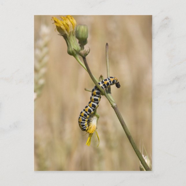 Raupe Postkarte (Vorderseite)