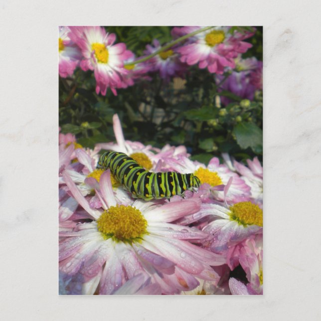 Raupe Postkarte (Vorderseite)