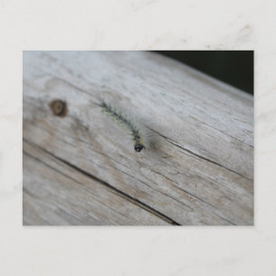 Raupe Postkarte