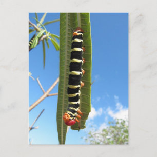 Raupe Postkarte