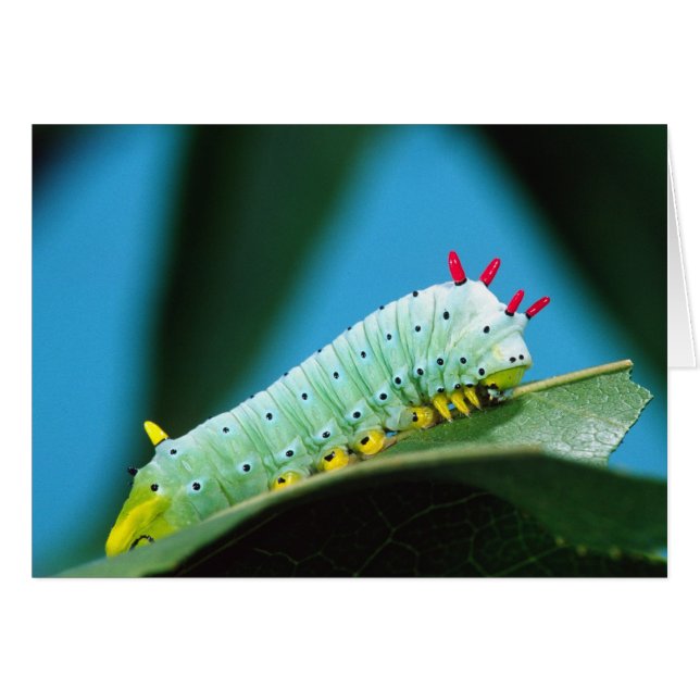 Raupe Prometheus Moth, Callosamia (Vorderseite (Horizontal))