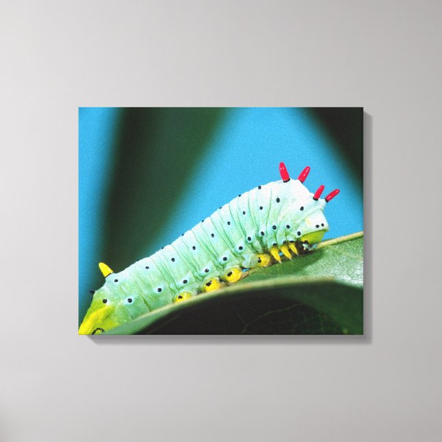 Raupe Prometheus Moth, Callosamia Leinwanddruck (Vorderseite)