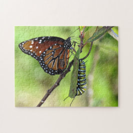 Raupe Queen Butterfly und Monarch