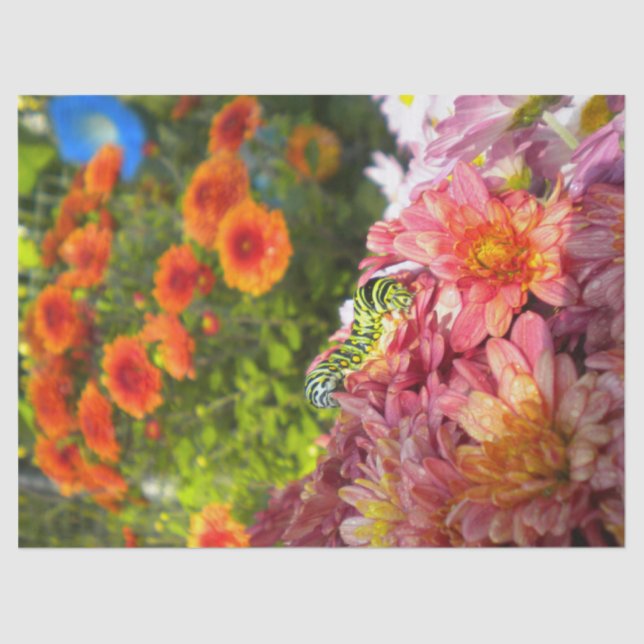 Raupe über Asters Seidenpapier (Vorderseite)