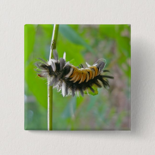 Raupen der Milkweed Tussock Moth Button (Vorderseite)