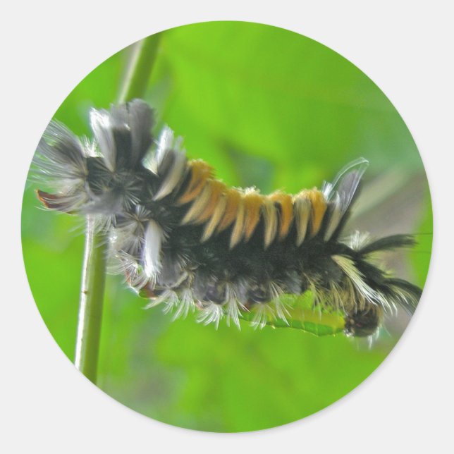 Raupen der Milkweed Tussock Moth Runder Aufkleber (Vorderseite)