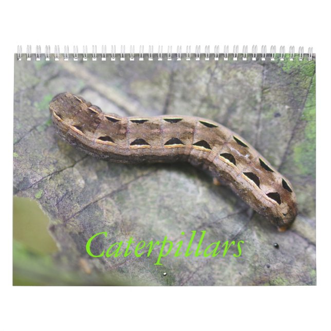 Raupen-Kalender Kalender (Titelbild)