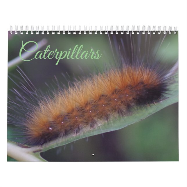 Raupen-Kalender Kalender (Titelbild)