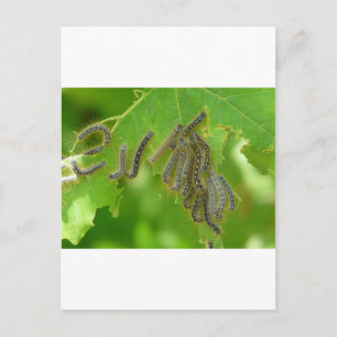 Raupen Postkarte