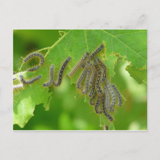 Raupen Postkarte