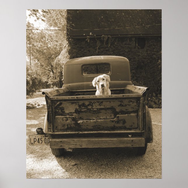 Raus aus dem Dodge - Hundfoto Poster (Vorne)