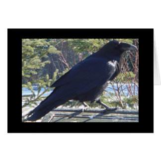 Raven