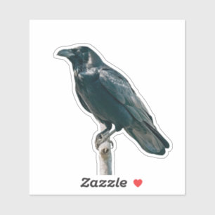 Raven an einer Zweigstelle Aufkleber