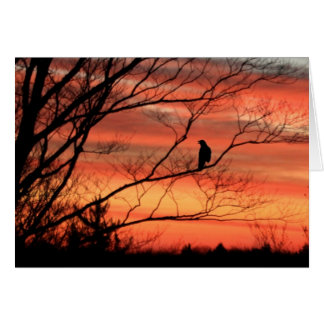 Raven appelle solitaire