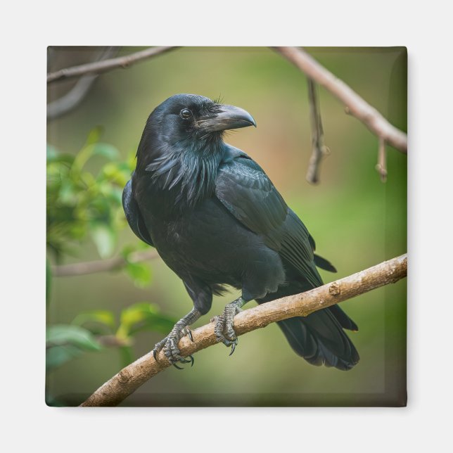 Raven auf einem Baumzweig Magnet (Vorne)