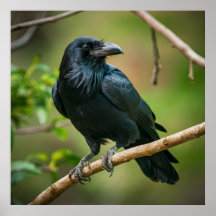 Raven auf einem Baumzweig