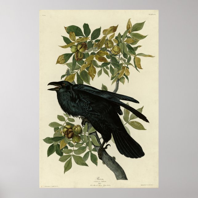 Raven (Common Raven) from Audubon Birds of America Poster (Vorne)