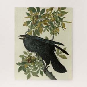 Raven (Common Raven) von Audubon Birds of America
