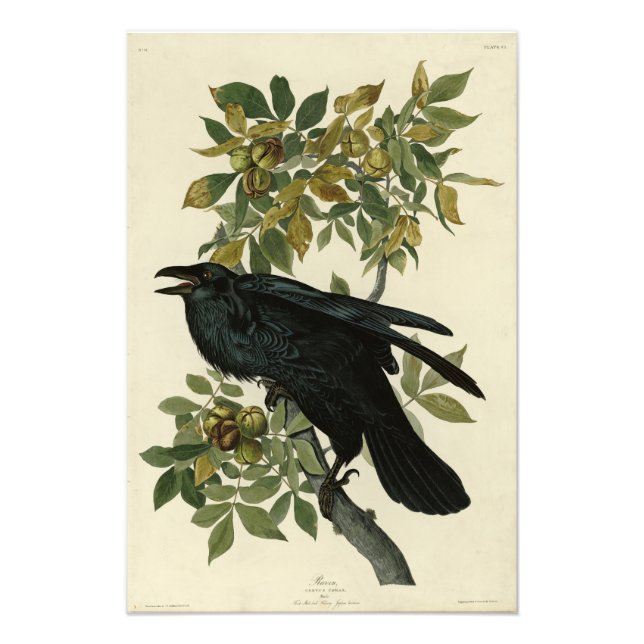 Raven (Common Raven) von Audubon Birds of America Fotodruck (Vorne)