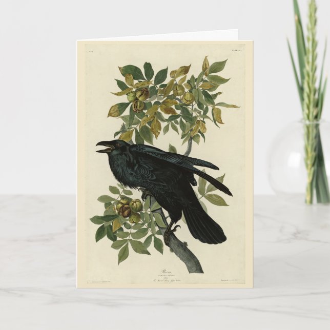 Raven (Common Raven) von Audubon Birds of America Karte (Vorderseite)