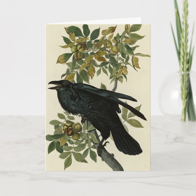 Raven (Common Raven) von Audubon Birds of America Karte (Vorderseite)