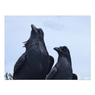 Raven Fotodruck