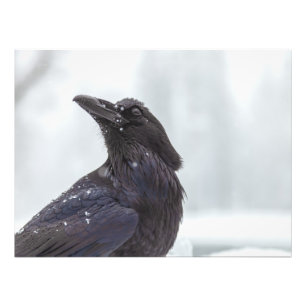Raven in Snow Fotodruck