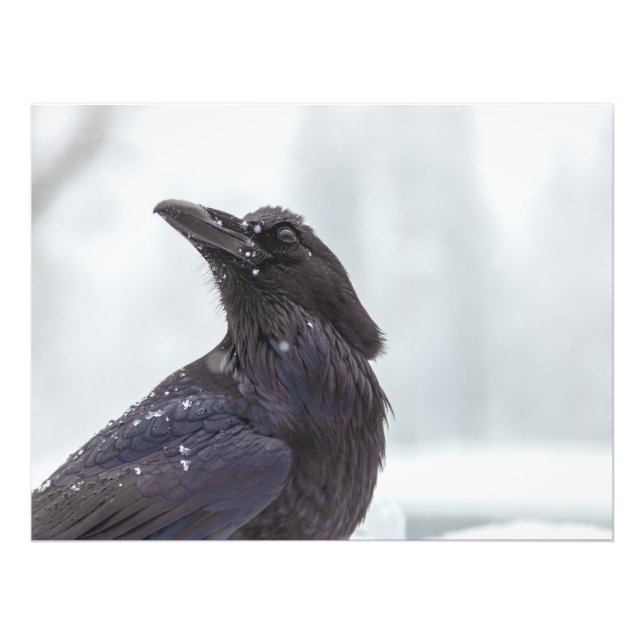 Raven in Snow Fotodruck (Vorne)