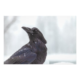 Raven in Snow Fotodruck