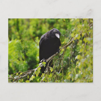 Raven in Tree Postcard Postkarte