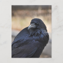 Raven of Yellowstone Postkarte