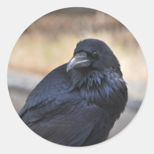 Raven of Yellowstone Runder Aufkleber