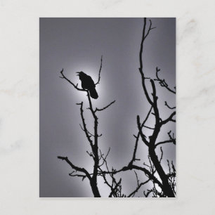 Raven on a Mondlicht Night Postkarte