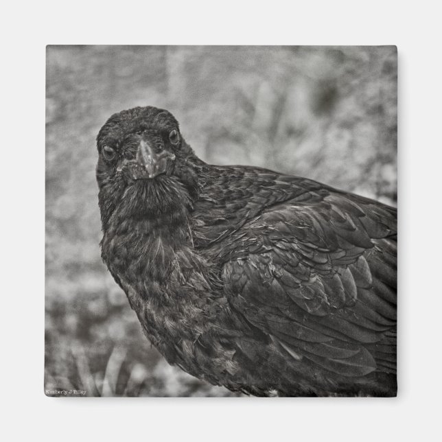 Raven P9239 Magnet (Vorne)