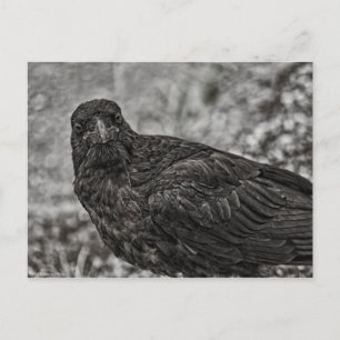 Raven P9239 Postkarte