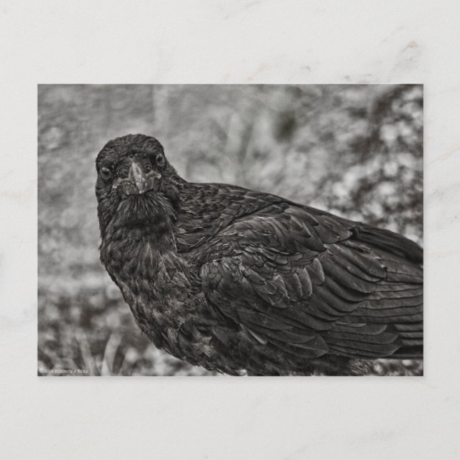 Raven P9239 Postkarte (Vorderseite)