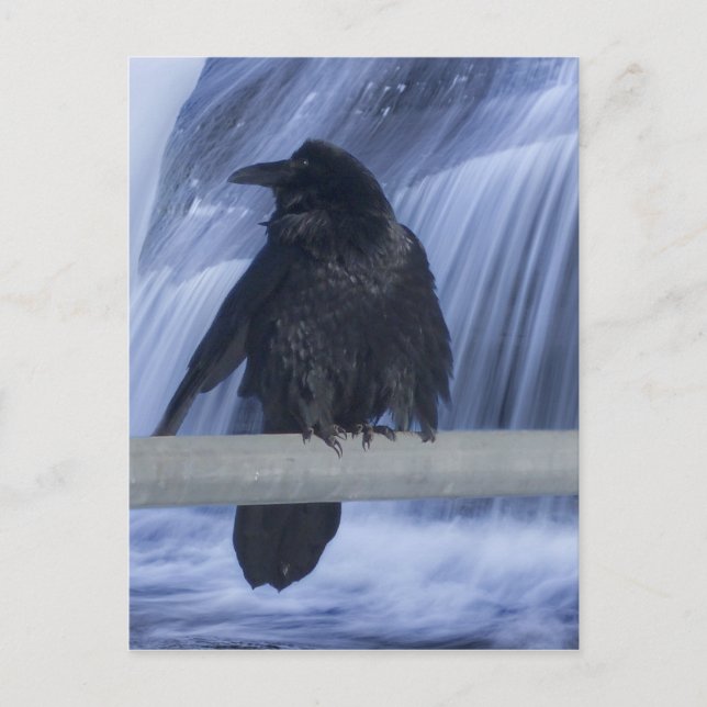 Raven über einem Wasserfall Postkarte (Vorderseite)