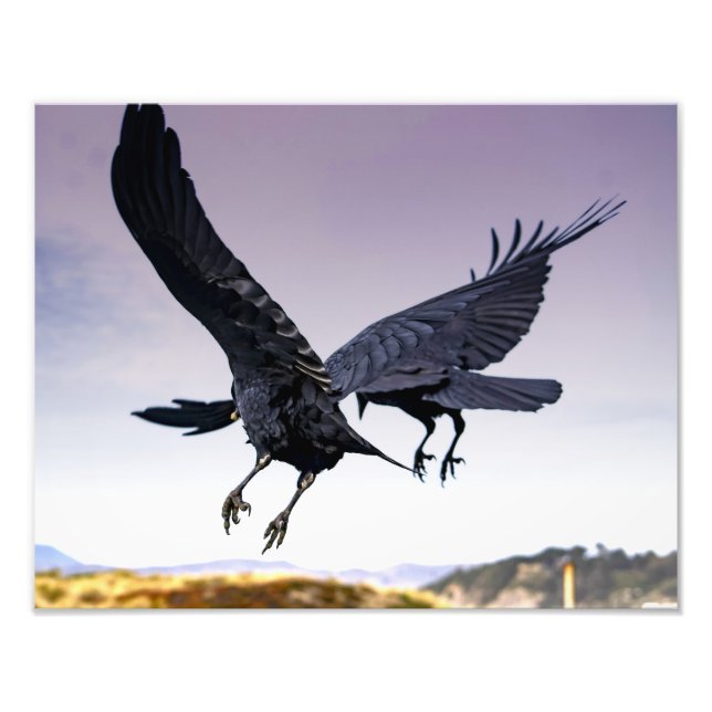 Raven's in Flight zusammen Foto drucken (Vorne)