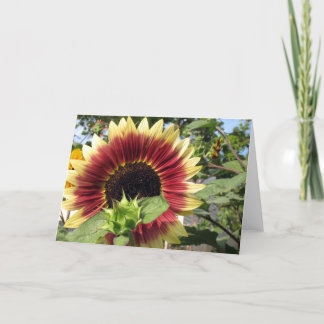 Razzmatazz Sonnenblume Karte