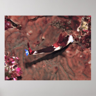 Reaching Poster
