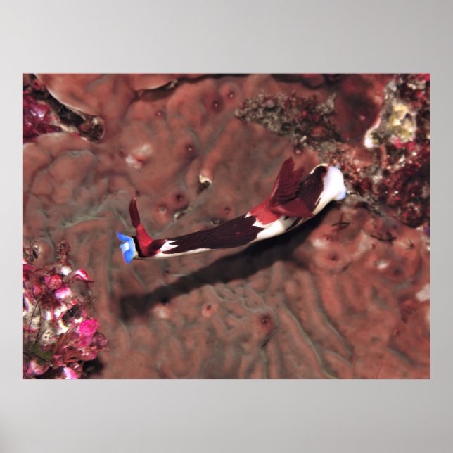 Reaching Poster (Vorne)