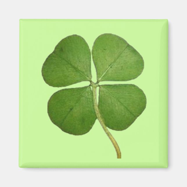 Real 4 Leaf Clover Kleeblatt Magnet (Vorne)