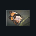 real butterfly wall art, butterfly, butterfly leinwanddruck<br><div class="desc">butterfly</div>