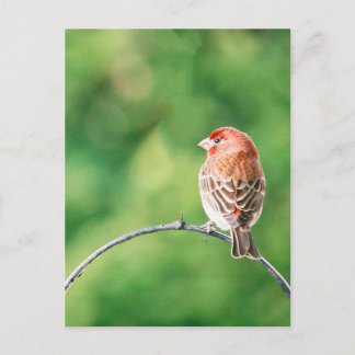 Real Foto House Finch Nature Bird Postkarte