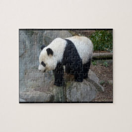 Real Foto Panda Bear Jigsaw Puzzle