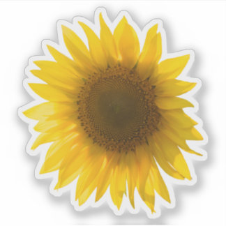 Real Gelbe Sonnenblumenaufnahme Aufkleber