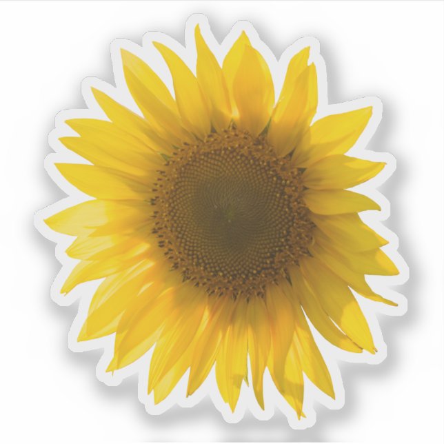 Real Gelbe Sonnenblumenaufnahme Aufkleber (Vorderseite)