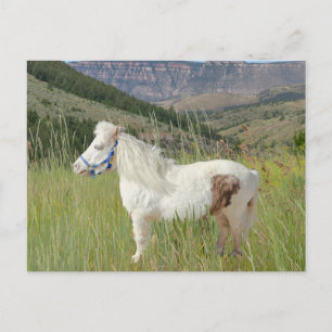 Real Miniatur Pferd in den Bergen wünscht Postkarte