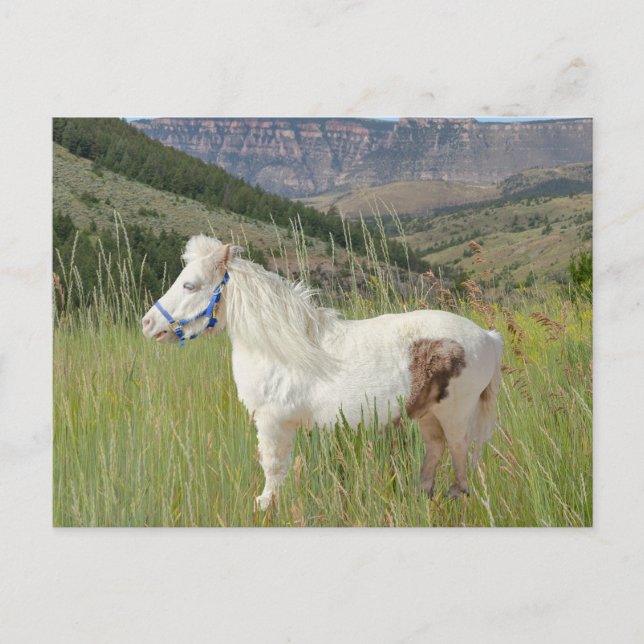 Real Miniatur Pferd in den Bergen wünscht Postkarte (Vorderseite)