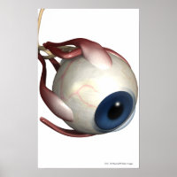 Realistic rendering of the muscles of the eye
